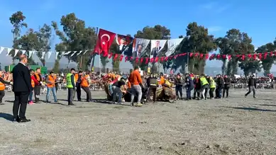 38. Geleneksel İncirliova Deve Güreşi Festivali