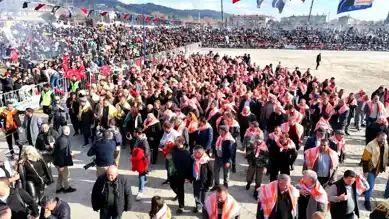Aydın'da Deve Güreşi Dünya Kupası Başladı!